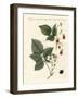 Raspberries and Blackberries-null-Framed Giclee Print