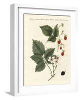 Raspberries and Blackberries-null-Framed Giclee Print