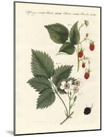 Raspberries and Blackberries-null-Mounted Giclee Print