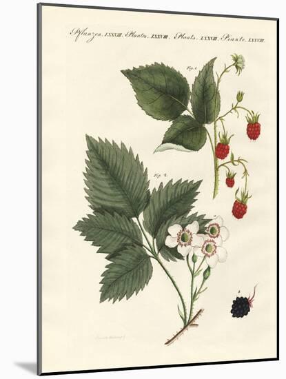 Raspberries and Blackberries-null-Mounted Giclee Print