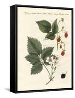 Raspberries and Blackberries-null-Framed Stretched Canvas