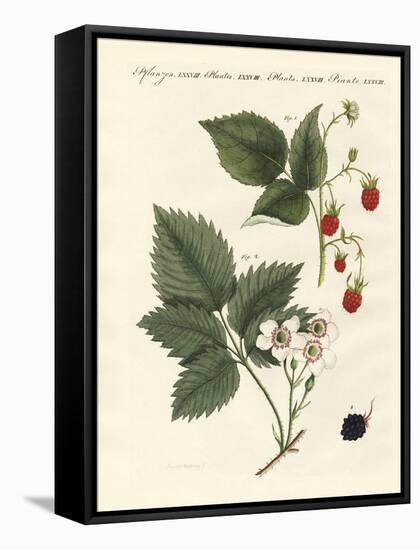 Raspberries and Blackberries-null-Framed Stretched Canvas