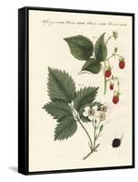 Raspberries and Blackberries-null-Framed Stretched Canvas