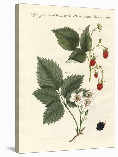 Raspberries and Blackberries-null-Stretched Canvas