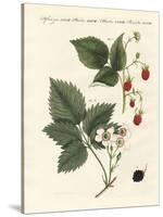 Raspberries and Blackberries-null-Stretched Canvas