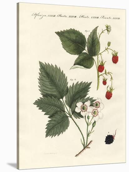 Raspberries and Blackberries-null-Stretched Canvas