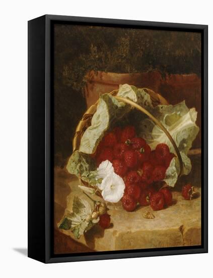 Raspberries in a Cabbage Leaf Lined Basket with White Convulus on a Stone Ledge, 1880-Eloise Harriet Stannard-Framed Stretched Canvas
