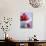 Raspberries in a Small Bowl-Franck Bichon-Photographic Print displayed on a wall