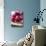 Raspberries on a Wooden Surface-Martina Schindler-Stretched Canvas displayed on a wall