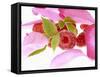 Raspberries with Leaves and Flower Petals-Simon Krzic-Framed Stretched Canvas