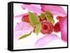 Raspberries with Leaves and Flower Petals-Simon Krzic-Framed Stretched Canvas