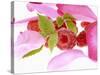 Raspberries with Leaves and Flower Petals-Simon Krzic-Stretched Canvas
