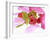 Raspberries with Leaves and Flower Petals-Simon Krzic-Framed Photographic Print