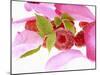 Raspberries with Leaves and Flower Petals-Simon Krzic-Mounted Photographic Print