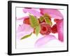 Raspberries with Leaves and Flower Petals-Simon Krzic-Framed Photographic Print