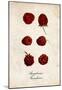 Raspberries-null-Mounted Poster