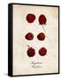 Raspberries-null-Framed Stretched Canvas