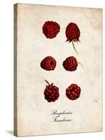 Raspberries-null-Stretched Canvas
