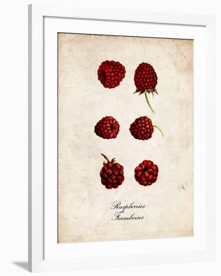 Raspberries-null-Framed Art Print