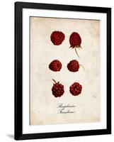 Raspberries-null-Framed Art Print