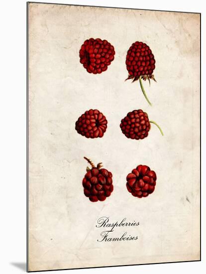 Raspberries-null-Mounted Art Print