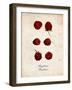 Raspberries-null-Framed Art Print