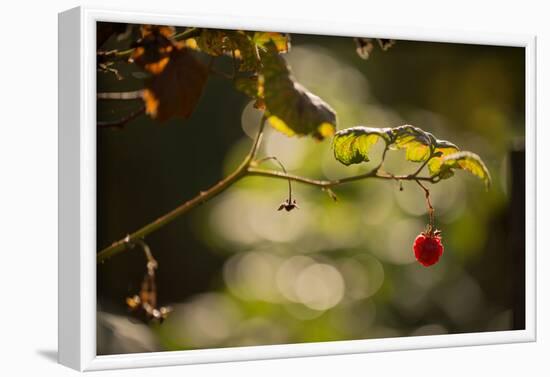 Raspberry branch on natural green background with bokeh-Paivi Vikstrom-Framed Photographic Print