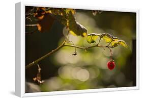 Raspberry branch on natural green background with bokeh-Paivi Vikstrom-Framed Photographic Print