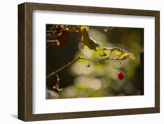 Raspberry branch on natural green background with bokeh-Paivi Vikstrom-Framed Photographic Print
