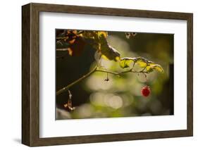Raspberry branch on natural green background with bokeh-Paivi Vikstrom-Framed Photographic Print