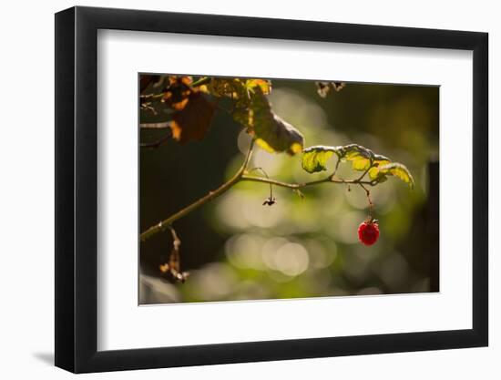 Raspberry branch on natural green background with bokeh-Paivi Vikstrom-Framed Photographic Print