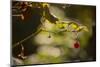 Raspberry branch on natural green background with bokeh-Paivi Vikstrom-Mounted Photographic Print