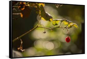 Raspberry branch on natural green background with bokeh-Paivi Vikstrom-Framed Stretched Canvas