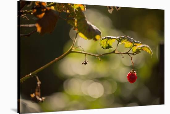 Raspberry branch on natural green background with bokeh-Paivi Vikstrom-Stretched Canvas