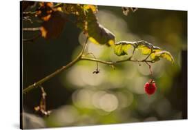 Raspberry branch on natural green background with bokeh-Paivi Vikstrom-Stretched Canvas