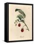 Raspberry Bush with Ripe Fruit and Yellow Flowers, Rubus Idaeus-James Sowerby-Framed Stretched Canvas