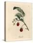 Raspberry Bush with Ripe Fruit and Yellow Flowers, Rubus Idaeus-James Sowerby-Stretched Canvas