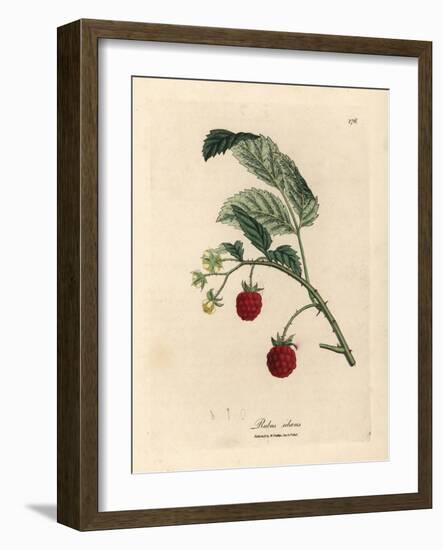 Raspberry Bush with Ripe Fruit and Yellow Flowers, Rubus Idaeus-James Sowerby-Framed Giclee Print