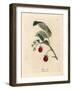 Raspberry Bush with Ripe Fruit and Yellow Flowers, Rubus Idaeus-James Sowerby-Framed Giclee Print