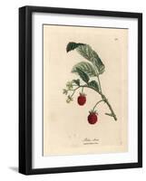 Raspberry Bush with Ripe Fruit and Yellow Flowers, Rubus Idaeus-James Sowerby-Framed Giclee Print