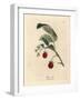 Raspberry Bush with Ripe Fruit and Yellow Flowers, Rubus Idaeus-James Sowerby-Framed Giclee Print