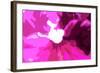 Raspberry Crush-Sarah O'Toole-Framed Giclee Print