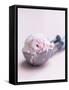 Raspberry Ice Cream in an Ice Cream Scoop-Sam Stowell-Framed Stretched Canvas