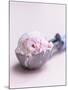 Raspberry Ice Cream in an Ice Cream Scoop-Sam Stowell-Mounted Photographic Print