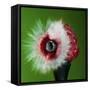 Raspberry Impact-Alan Sailer-Framed Stretched Canvas