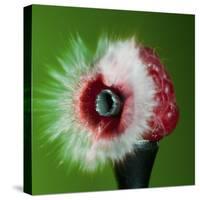 Raspberry Impact-Alan Sailer-Stretched Canvas