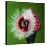 Raspberry Impact-Alan Sailer-Stretched Canvas