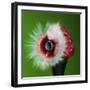 Raspberry Impact-Alan Sailer-Framed Photographic Print