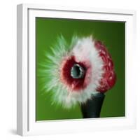 Raspberry Impact-Alan Sailer-Framed Photographic Print