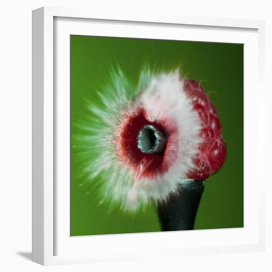 Raspberry Impact-Alan Sailer-Framed Photographic Print